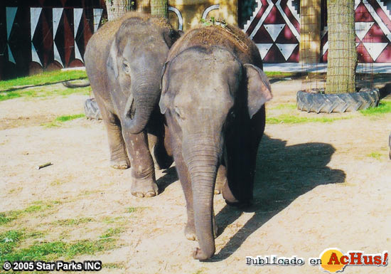 Elephants 